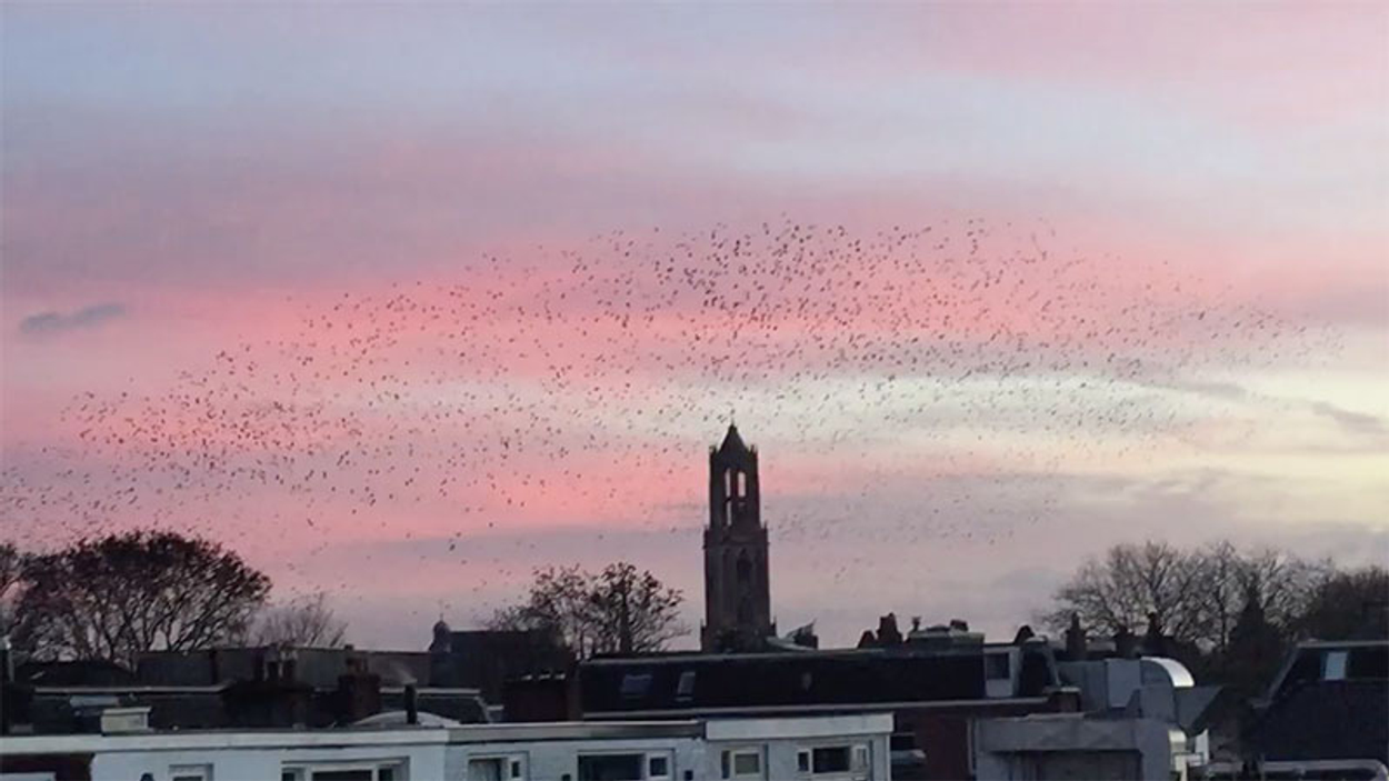 Spreeuwen Zwermen Rond Dom Vroege Vogels BNNVARA