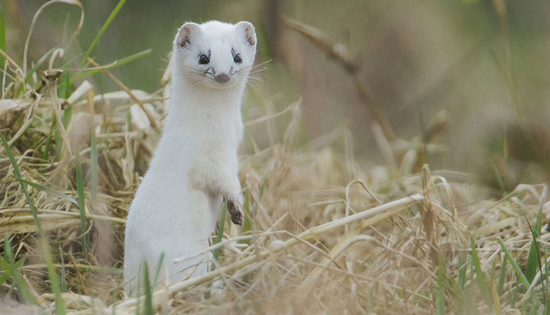 Waterkever En Hermelijn Profiteren Van Natuurlijke Oevers Vroege