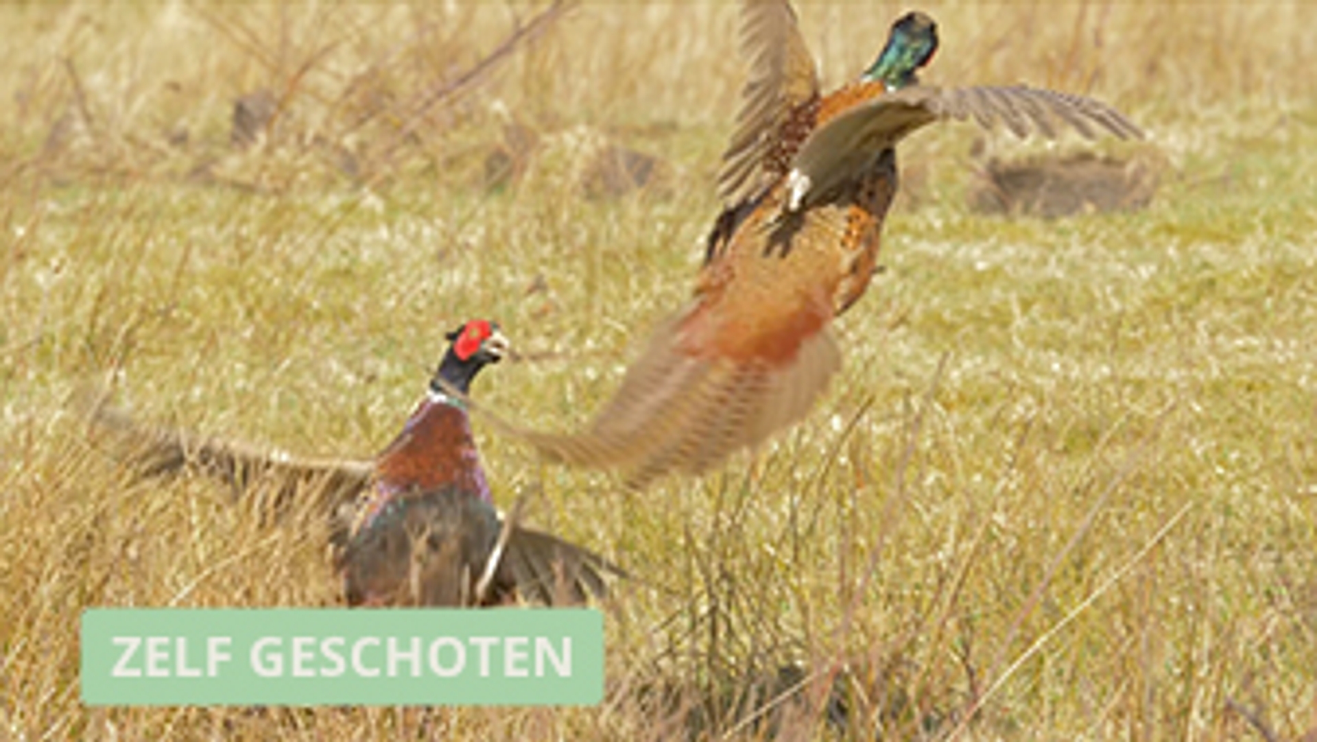 Winnaar Zelf Geschoten Vechtende Fazanten Vroege Vogels BNNVARA