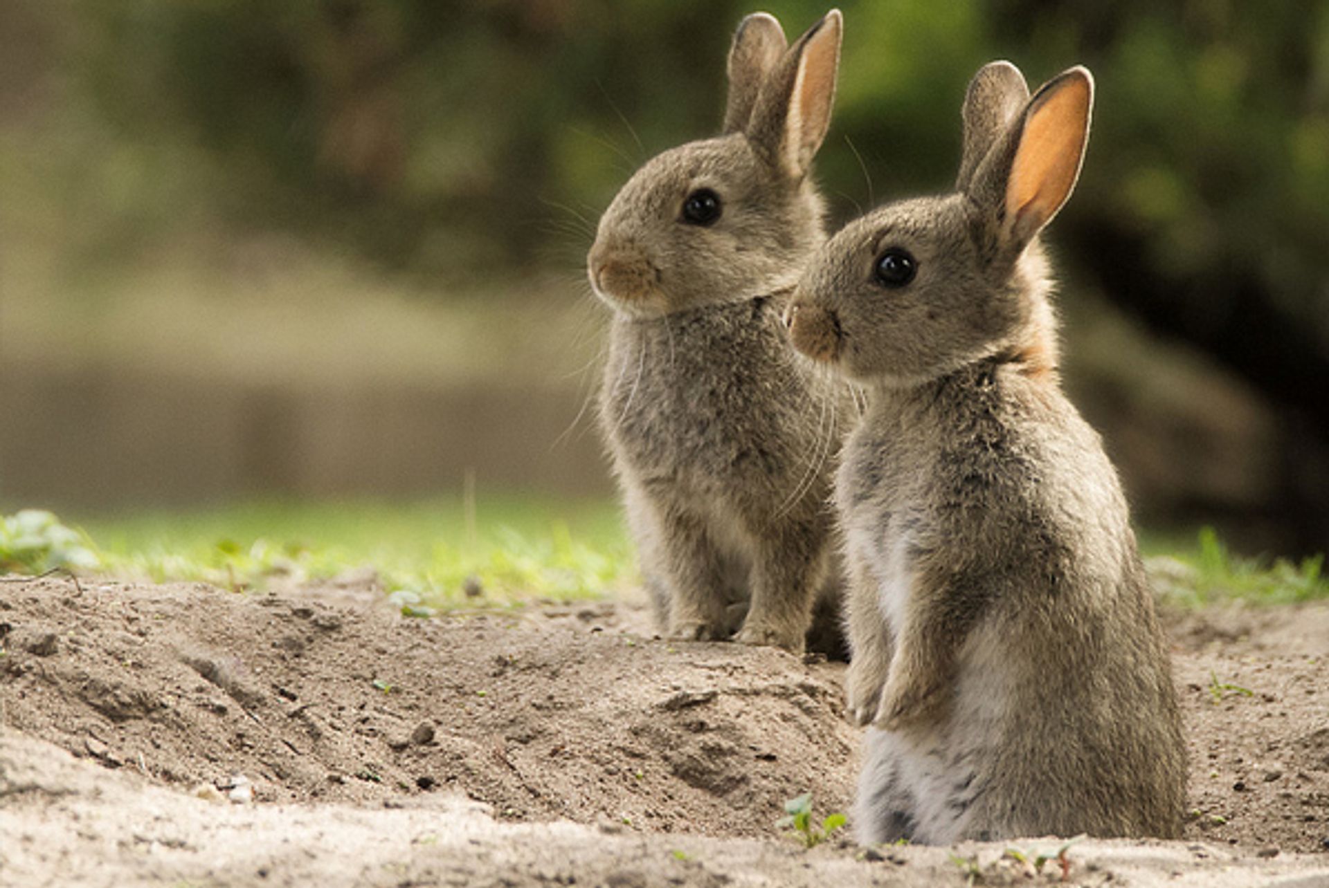 verdediging eeuwig onvoorwaardelijk Het wild konijn (fotoserie) - Vroege Vogels - BNNVARA