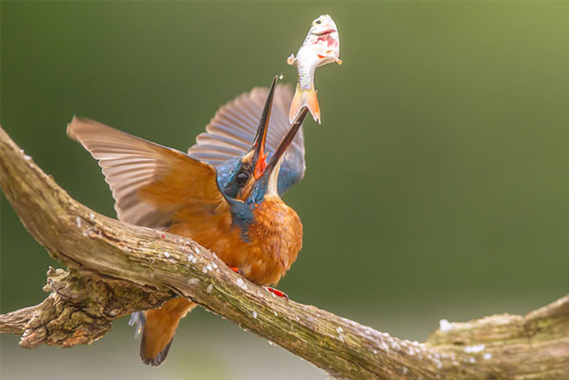 Ijsvogel Op Jacht Fotoserie Vroege Vogels Bnnvara