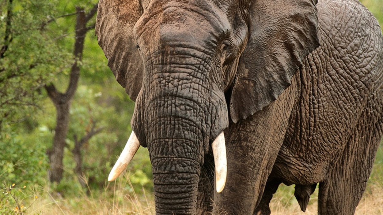 ivoor olifant