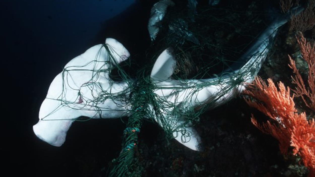 haai in visnet World Animal Protection
