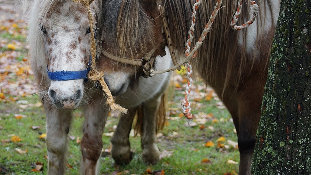 Paardenmishandeling Overal In Nederland - Vroege Vogels - BNNVARA