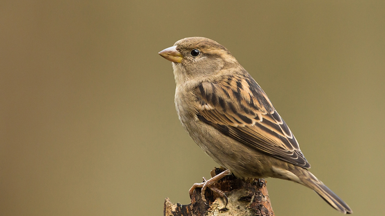 Huismus Opnieuw Meest Geteld - Vroege Vogels - BNNVARA