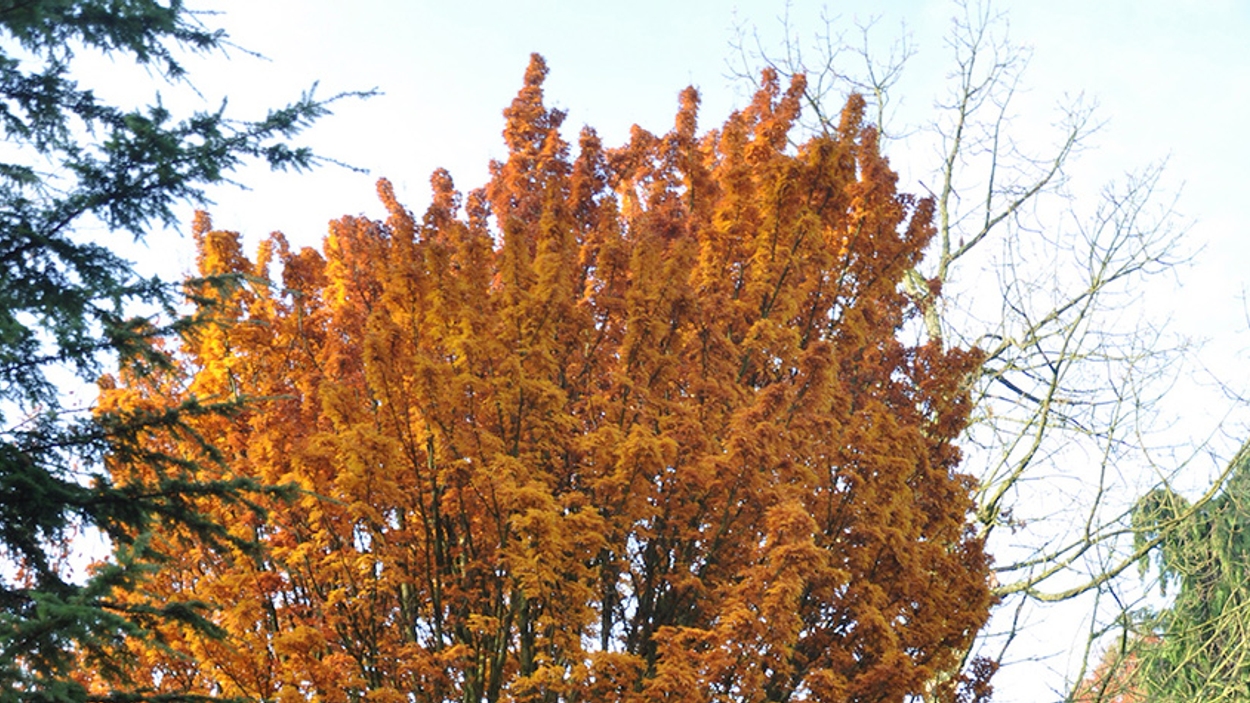 Acer palmatum 'Shishigashira', syn cristatum-003