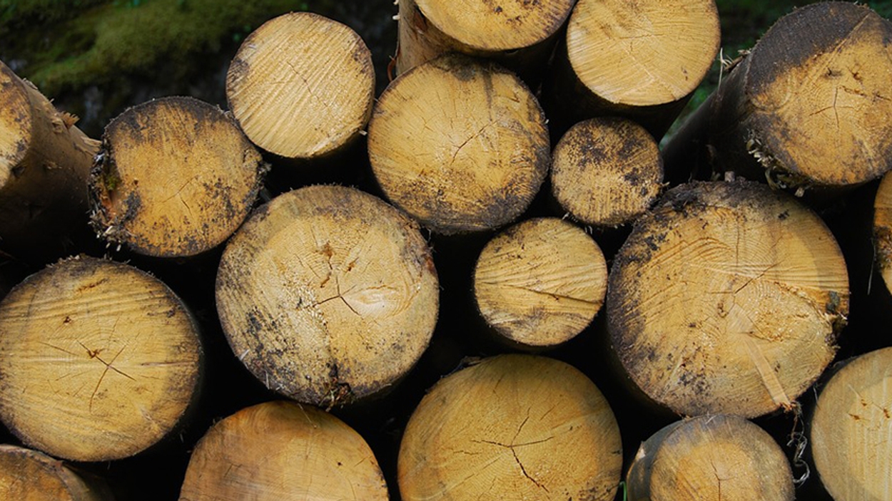 hout biomassa