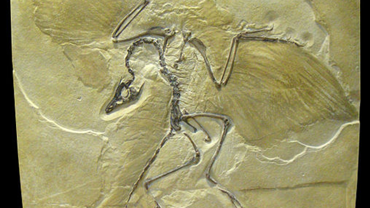 Archaeopteryx_lithographica_-_IMG_0679.jpg