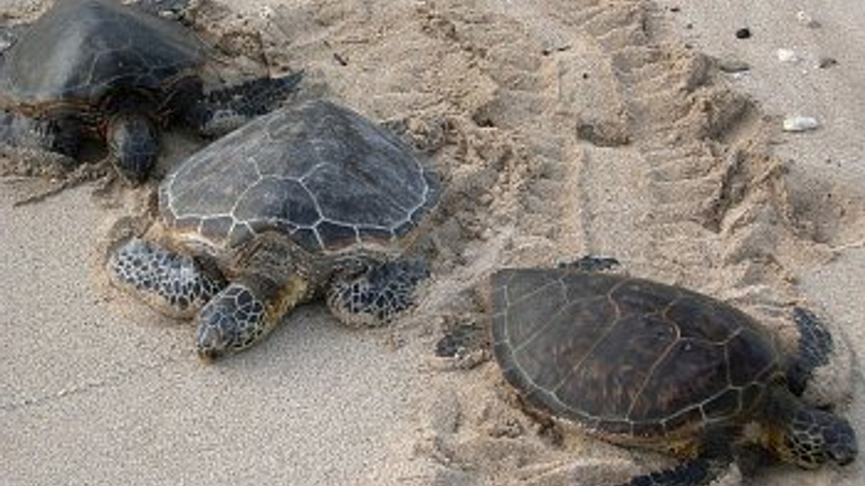 zeeschildpad.jpg
