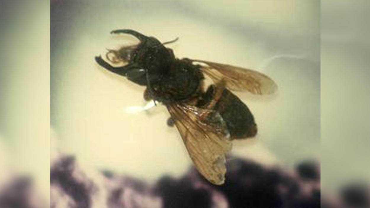 Megachile pluto Stavenn, wikipedia