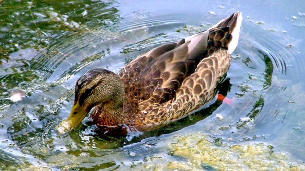 Brabant: Verbod Op Jacht Wilde Eend - Vroege Vogels - BNNVARA