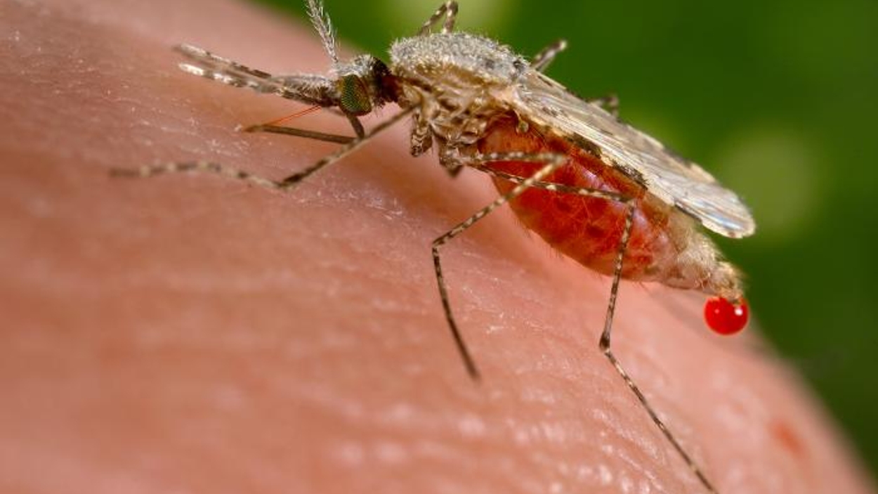geluk Hoe Onderzoek Doorbraak in malariabestrijding met geurval voor muggen - Vroege Vogels -  BNNVARA