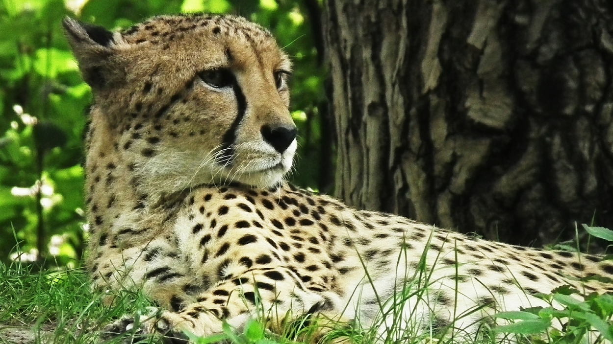 Cheeta - publiek domein