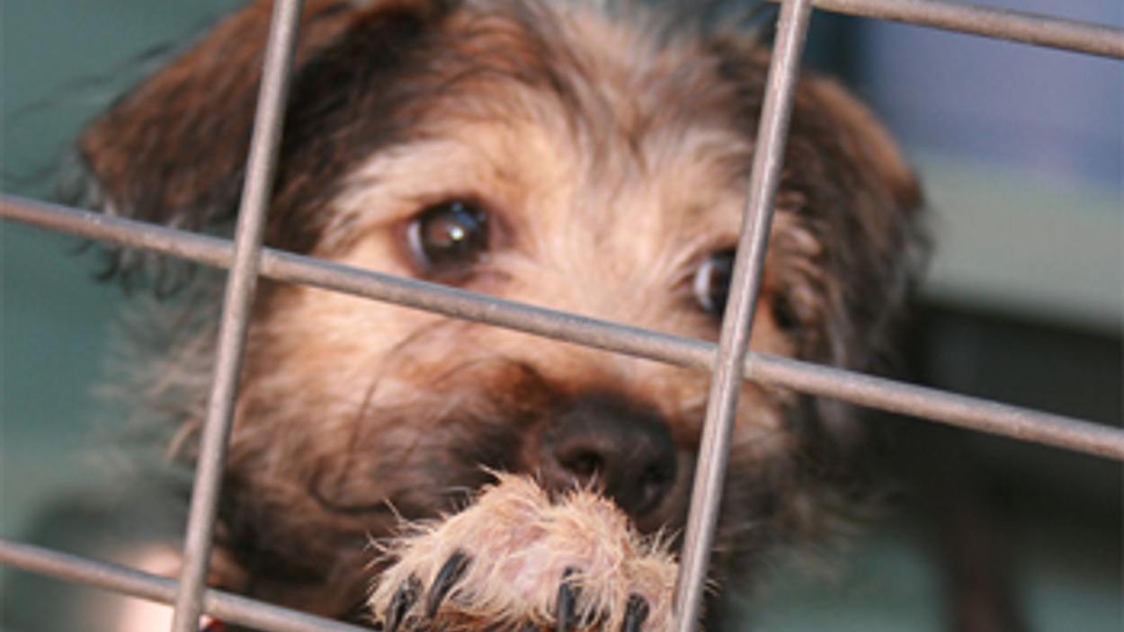 Goodwill Aardbei lijden Gang naar asiel voor helft van de honden te voorkomen - Vroege Vogels -  BNNVARA