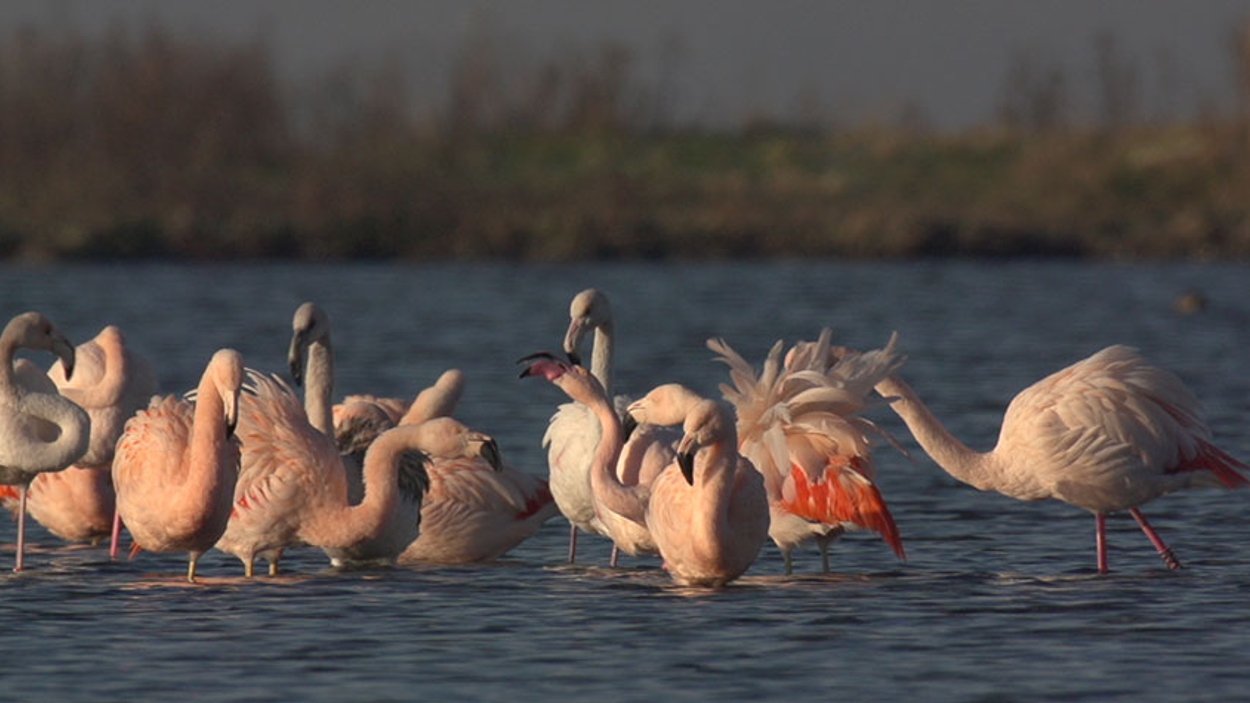 Flamingo's op het Grevelingenmeer - Vroege Vogels - BNNVARA