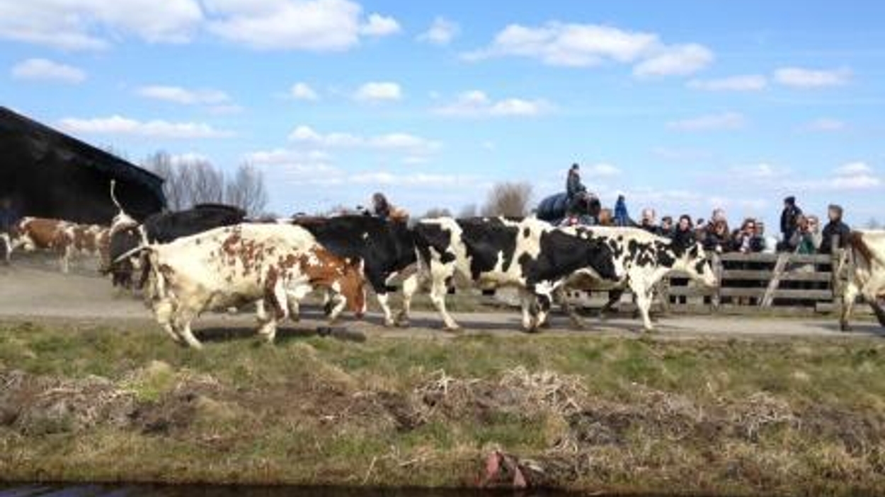 Koeiendans Trekt Publiek - Vroege Vogels - BNNVARA