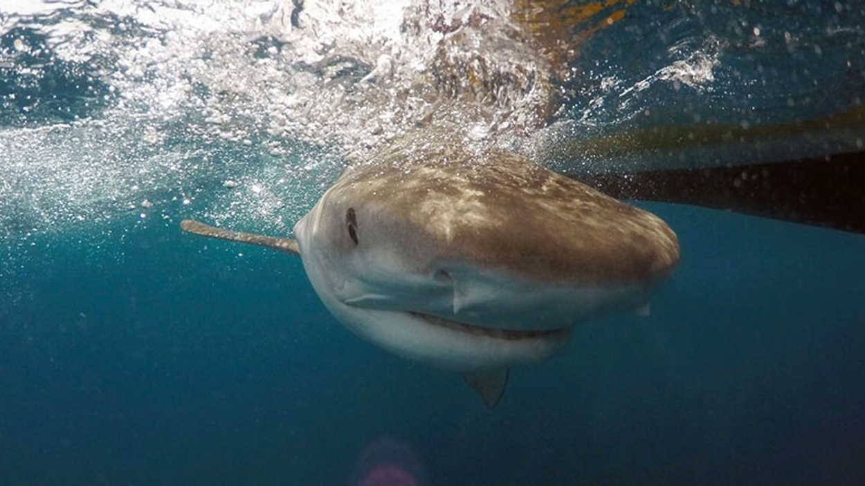 Tijgerhaai voor de kust van Saba / foto: Save our Sharks