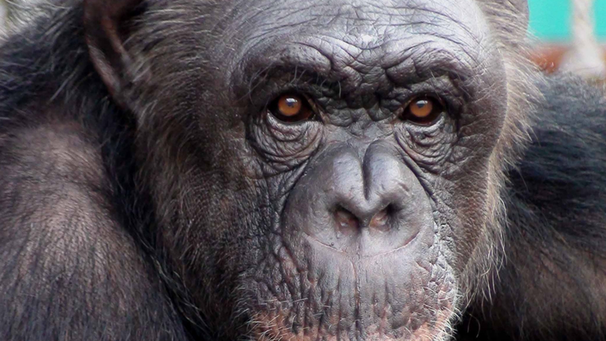 chimpansee_FIFFI_AAP_portrait_M.Seres_verkleind_01.jpg