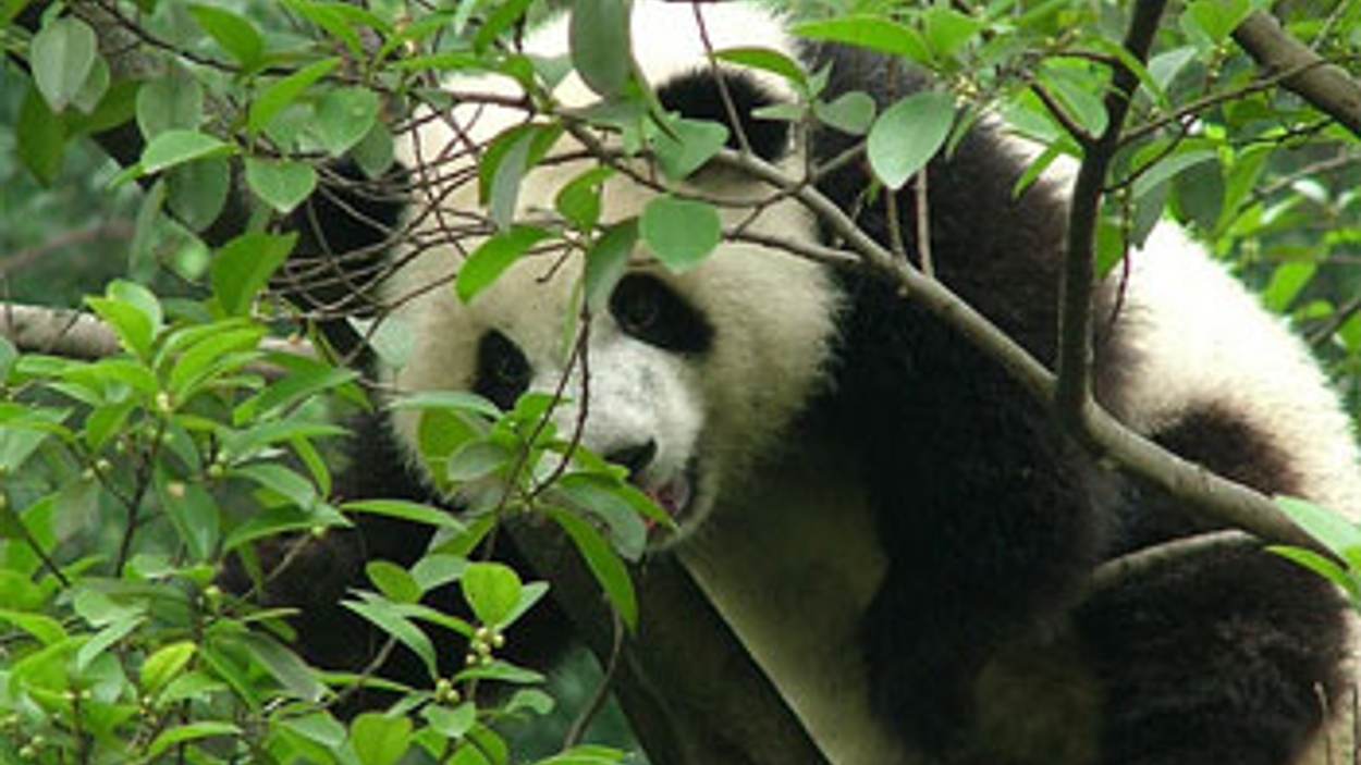 Pandabeer.jpg