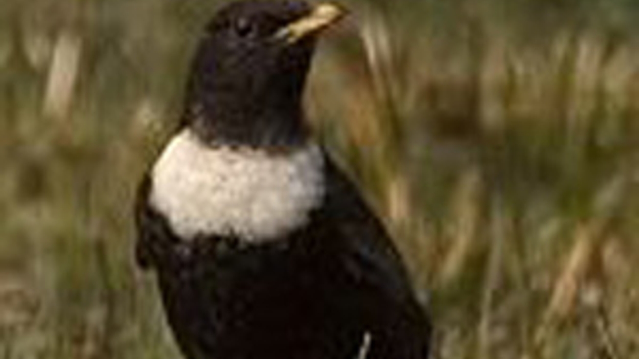 Stikstof Treft Vogels In Brabant - Vroege Vogels - BNNVARA