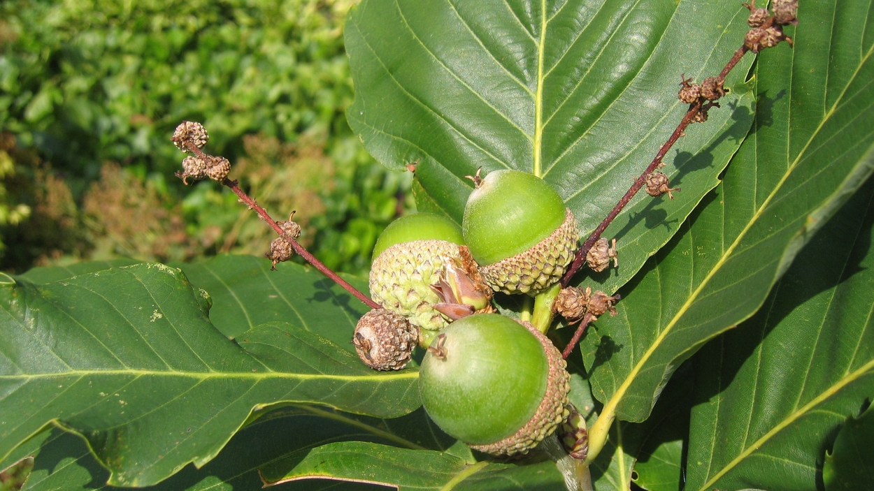 Quercus pontica ronde eikels 2