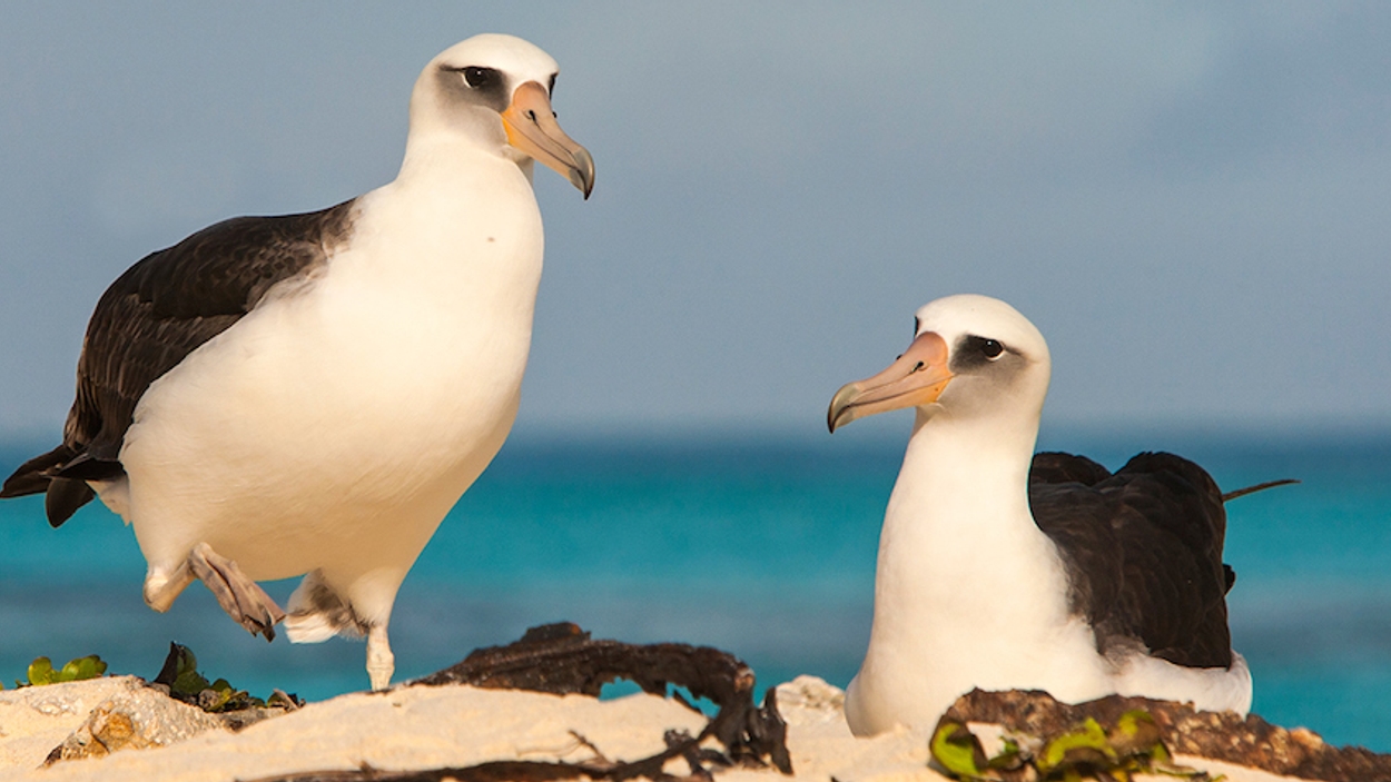 systeem Nauwgezet Acrobatiek Actie voor albatros heeft succes - Vroege Vogels - BNNVARA