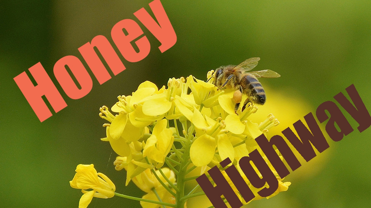 Honey_Highway.jpg