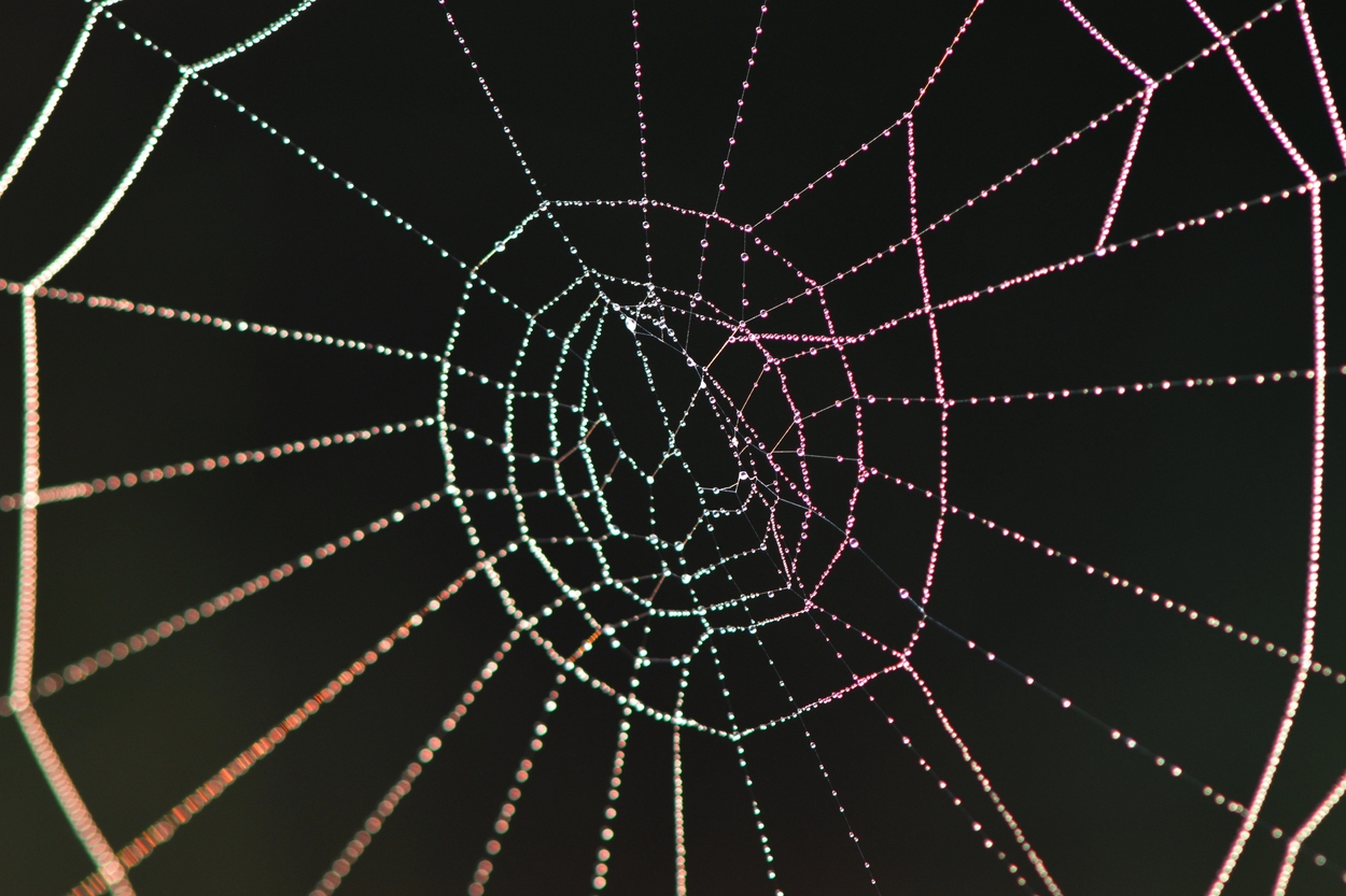 dauw spinnenweb 2