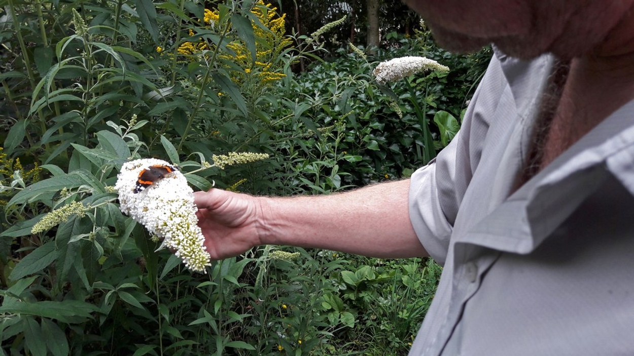 Vlinders Tellen In De Tuin - Vroege Vogels - BNNVARA