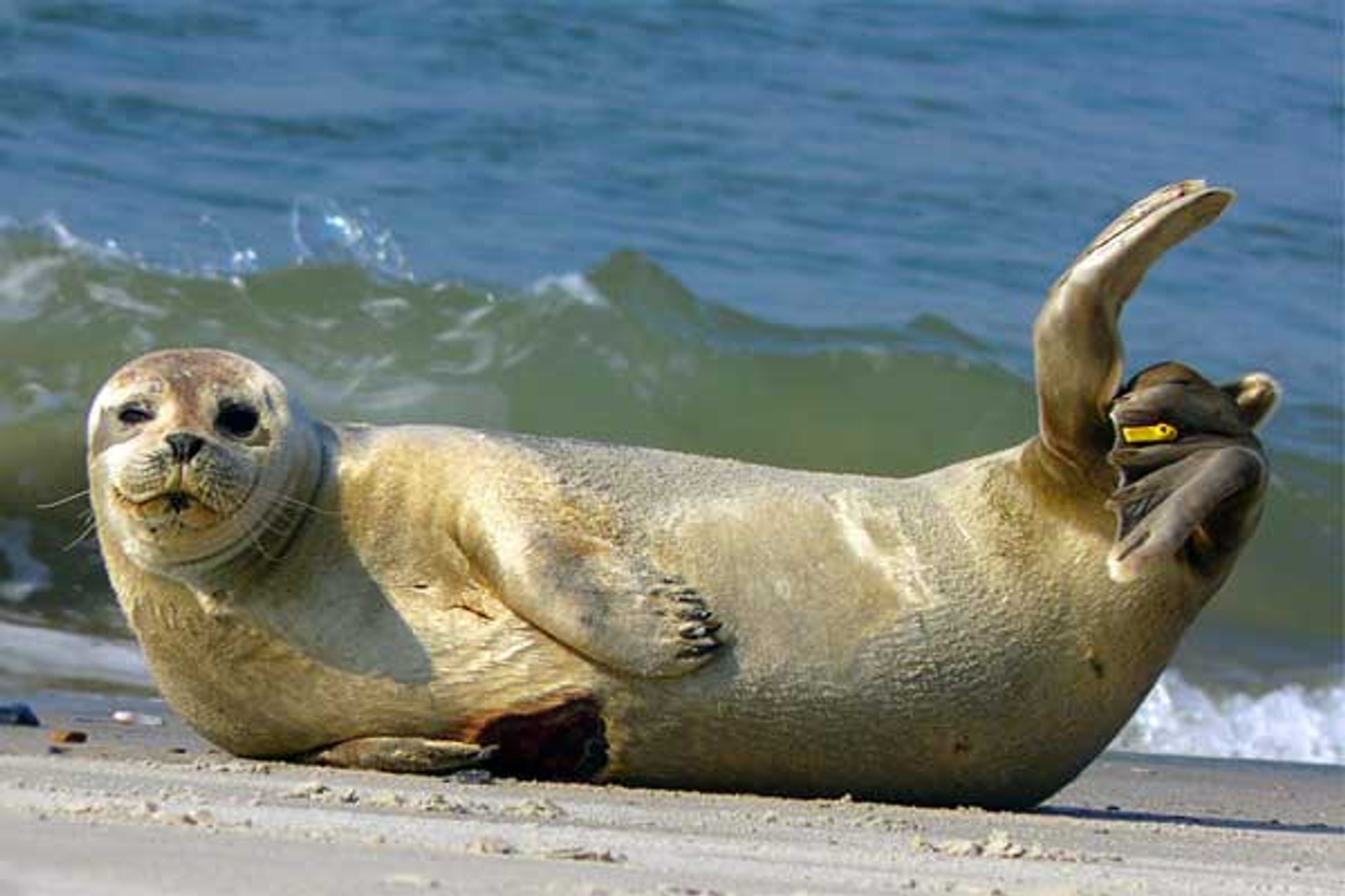 Обыкновенный тюлень. Phoca vitulina. Безухие тюлени. Phoca Seal. Тюлени Phocidae.