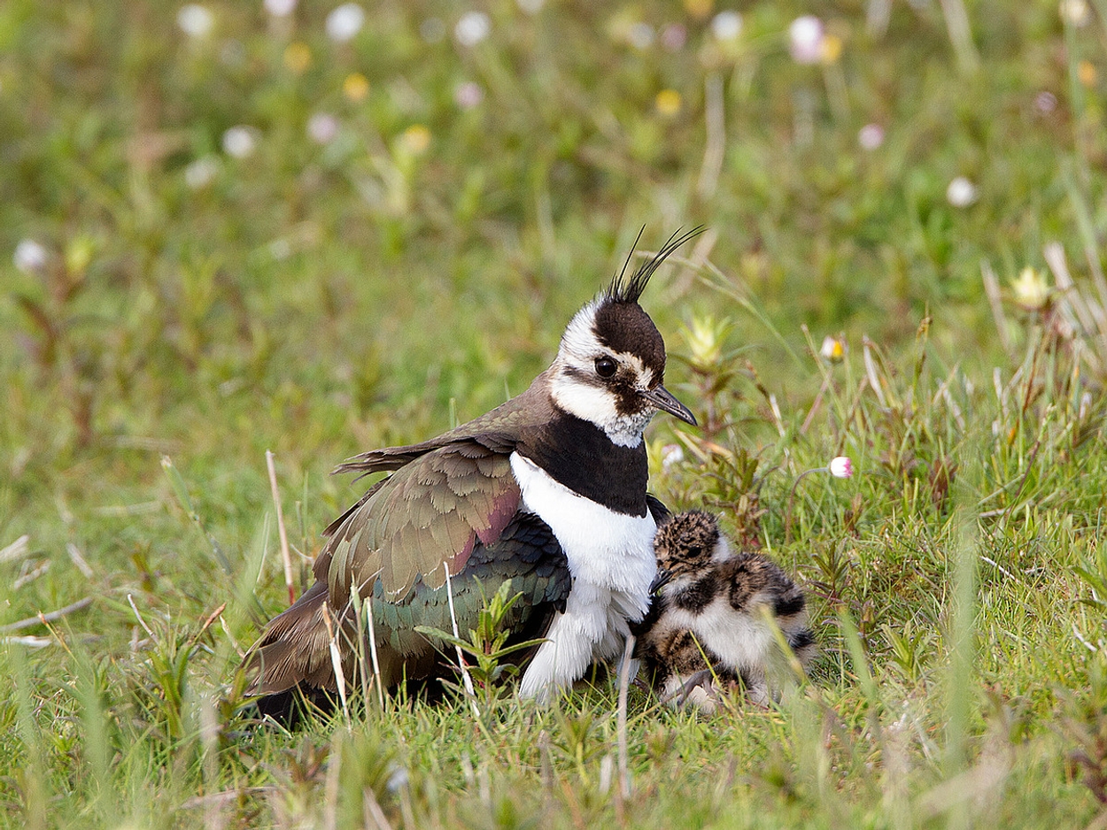 Boer Miedema Helpt Weidevogels - Vroege Vogels - BNNVARA