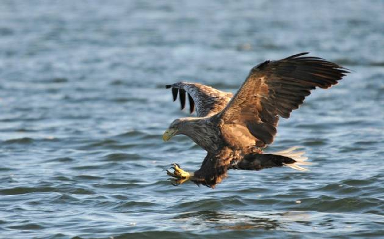 Twee Jonge Zeearenden Waargenomen Op Texel Vroege Vogels BNNVARA