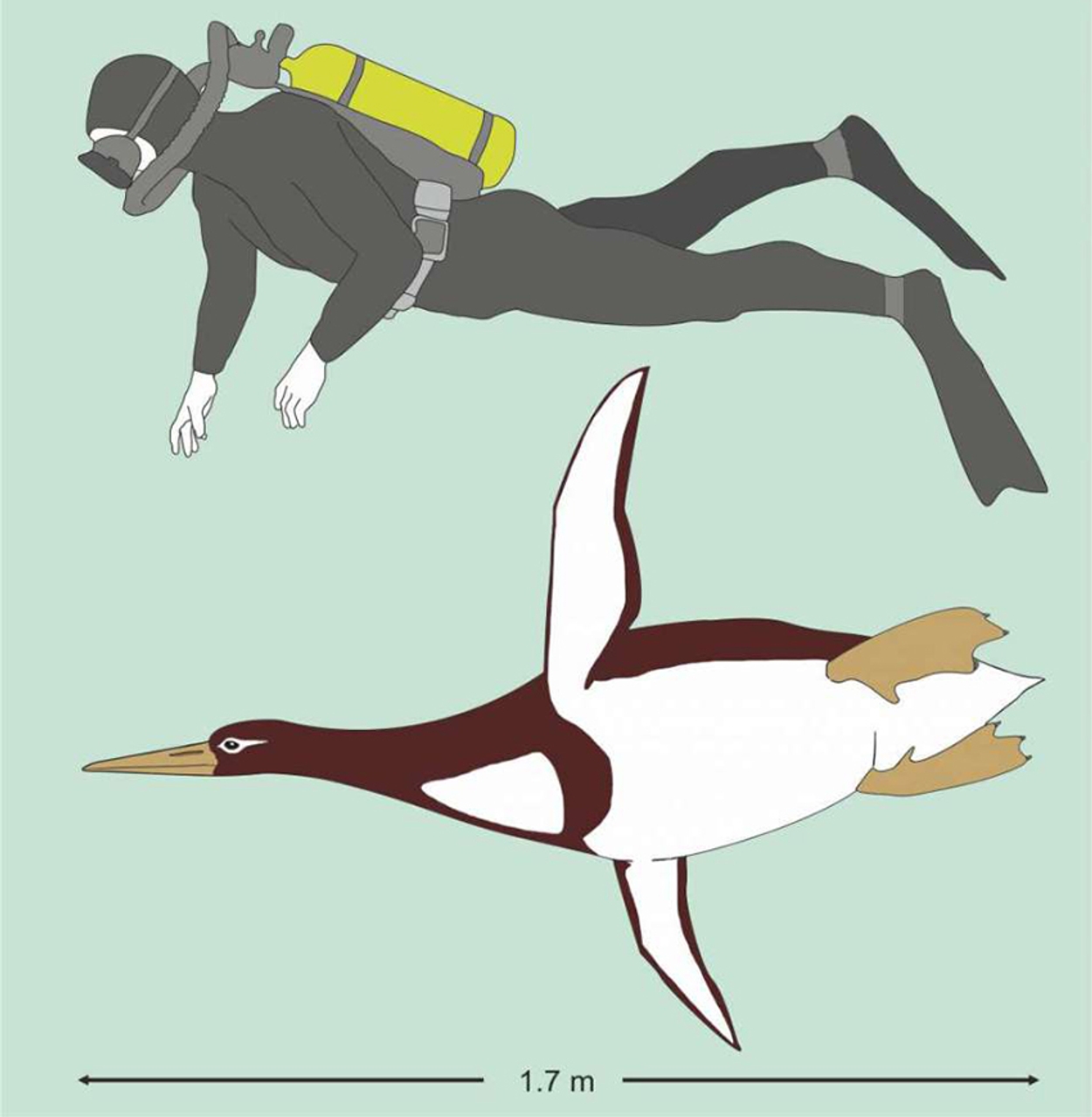 Prehistorische pinguïn groot