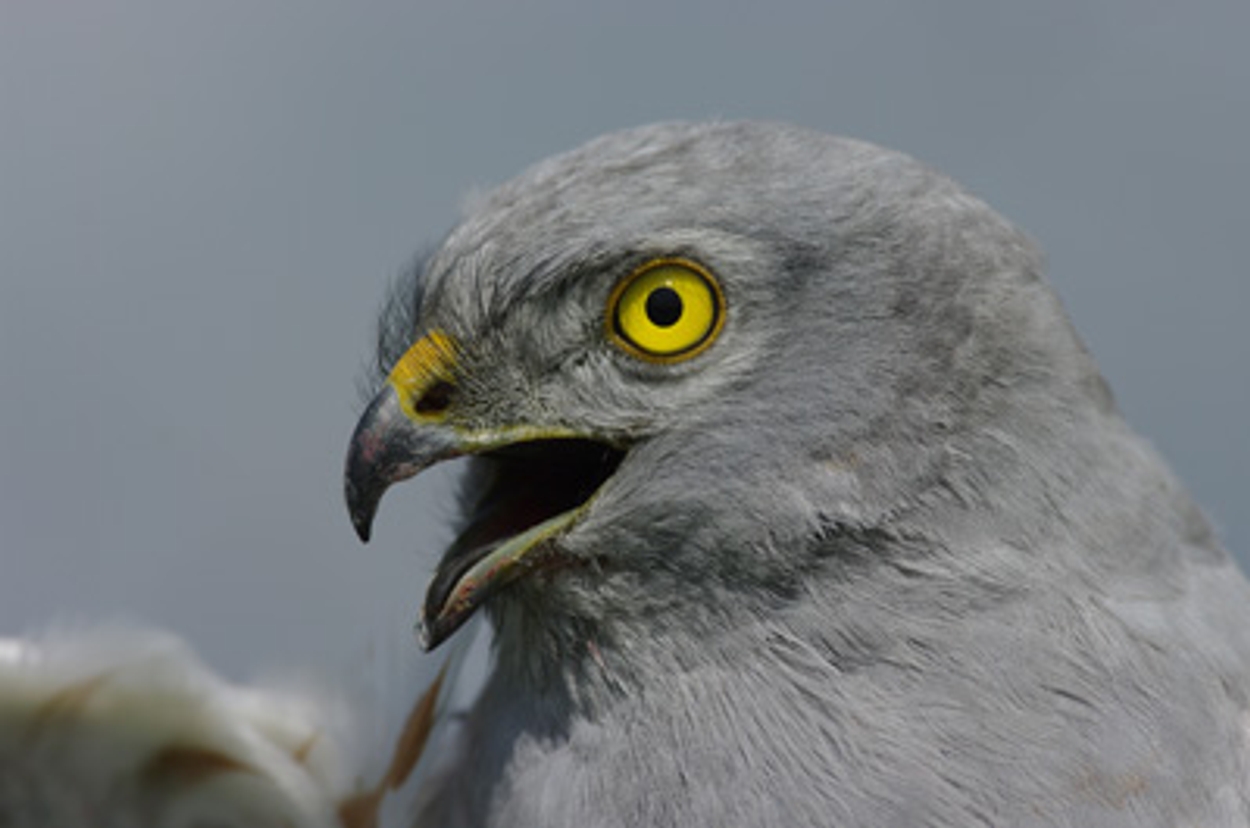 24 Mei 2009 (radio) - Vroege Vogels - BNNVARA