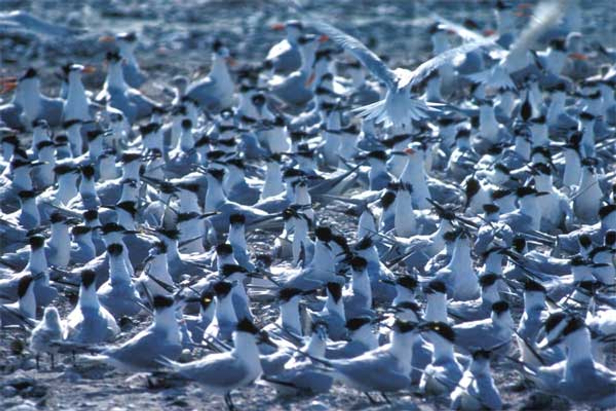 Beleef De Lente Vroege Vogels Bnnvara