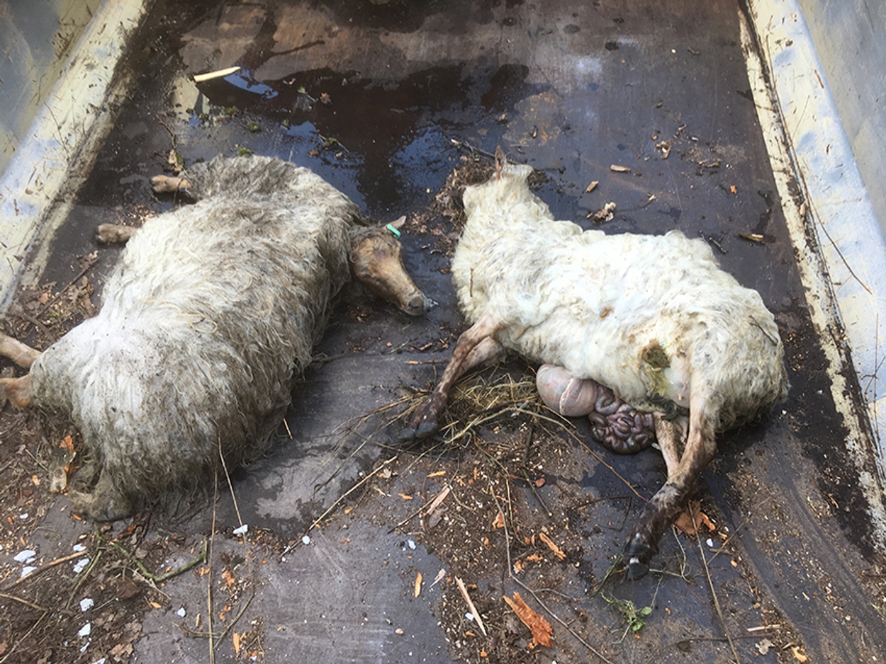 Doden schapen
