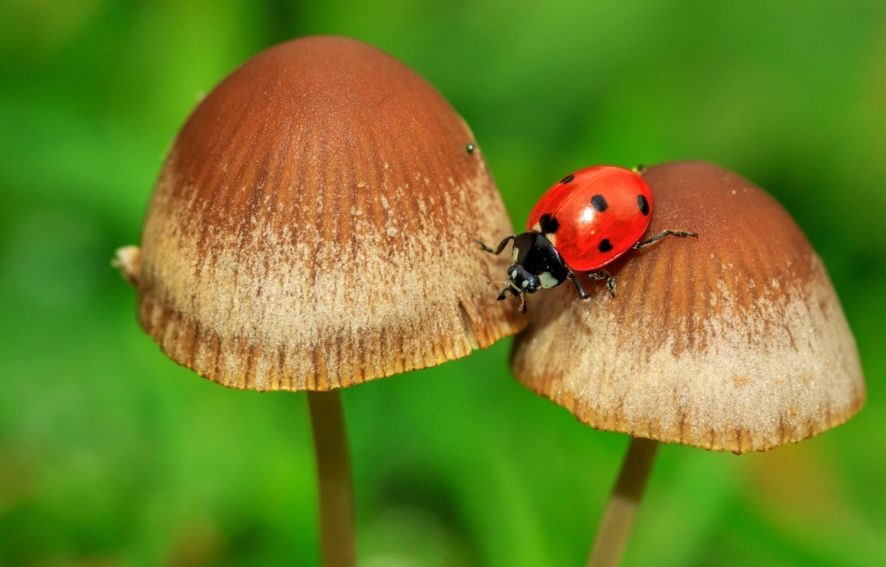 paddenstoel lieveheers