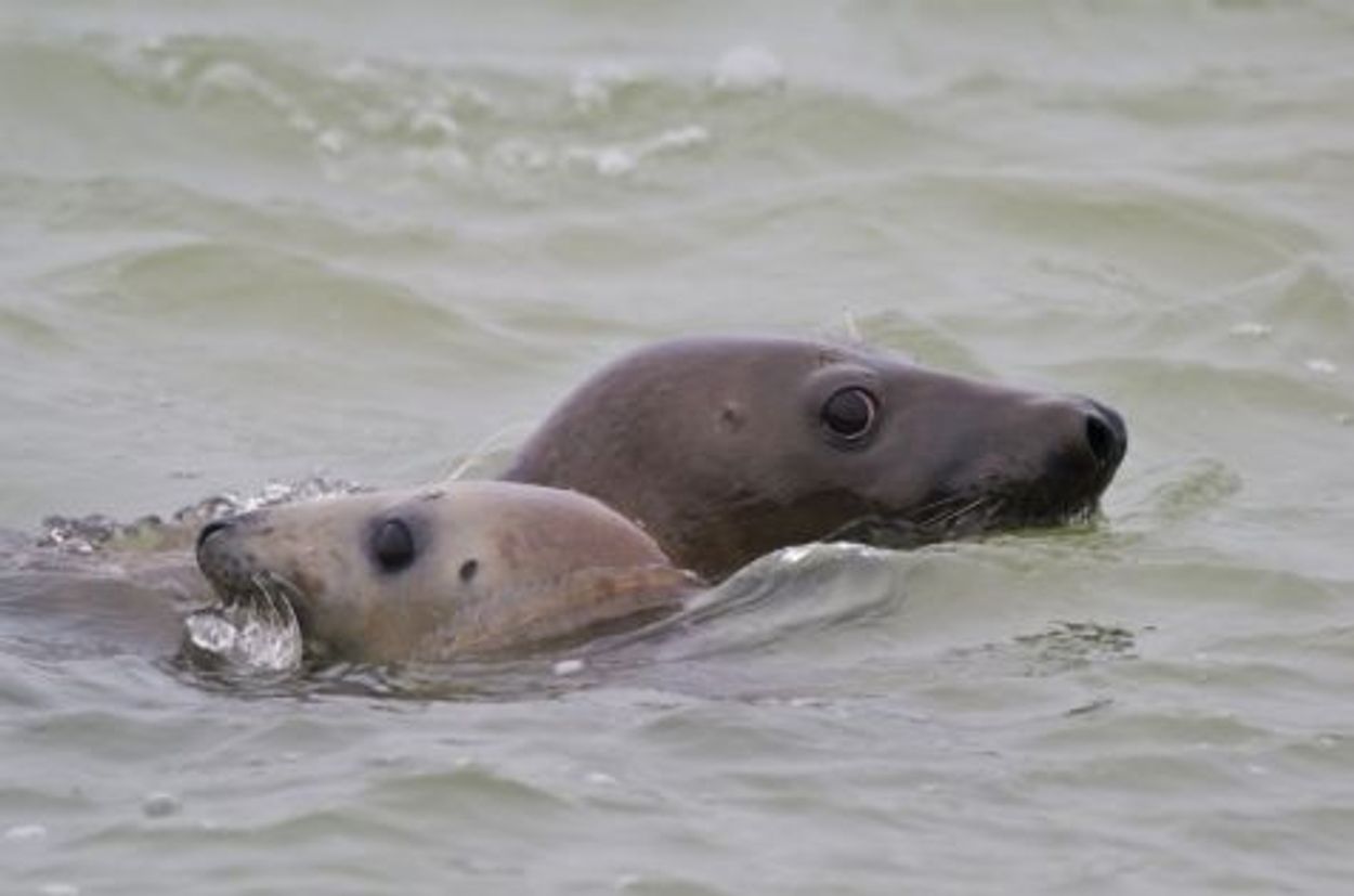 Afbeelding van Onverwachte natuur: zeehonden in de haven