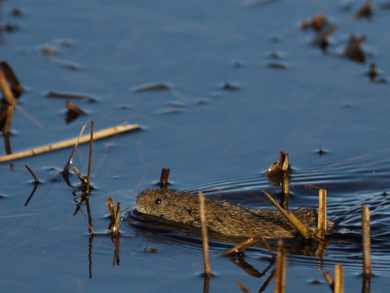 Afbeelding van Noordse woelmuis floreert op Tiengemeten