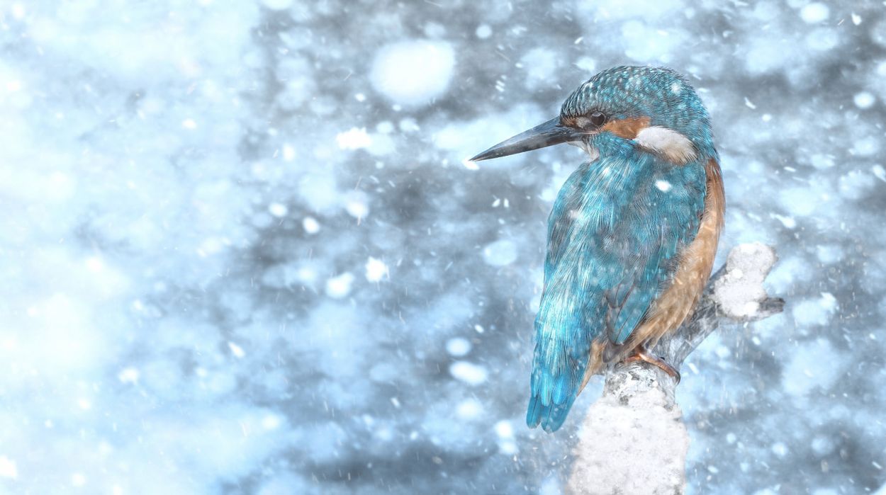 IJsvogel in sneeuw