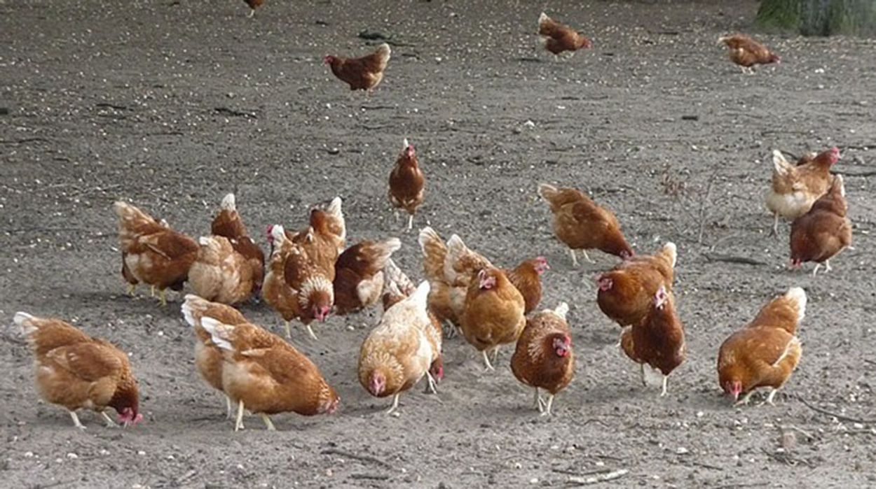 Afbeelding van Ophokplicht voor commerciële kippenboeren vanwege vogelgriep