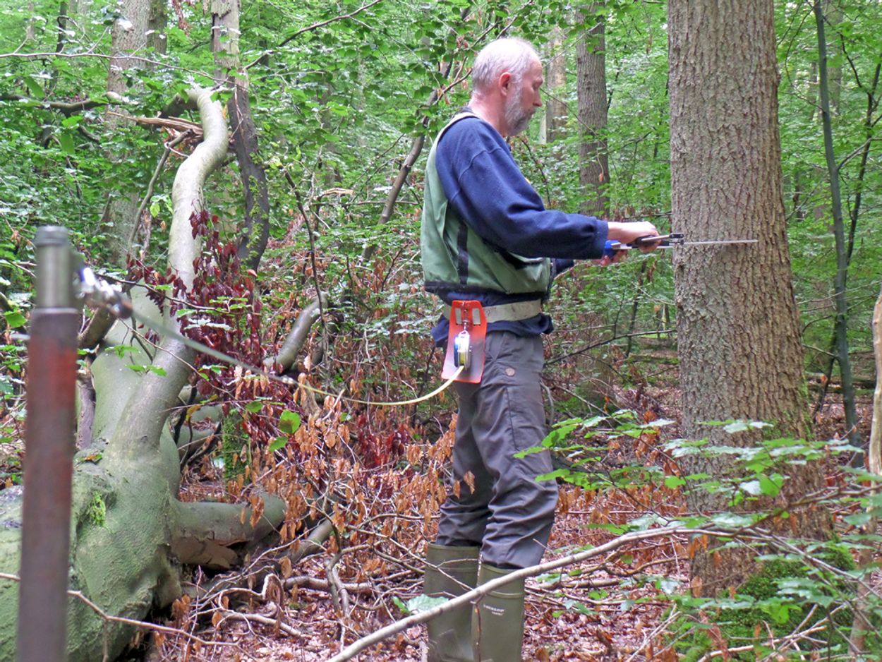 Bos hout voor de deur Vroege Vogels BNNVARA