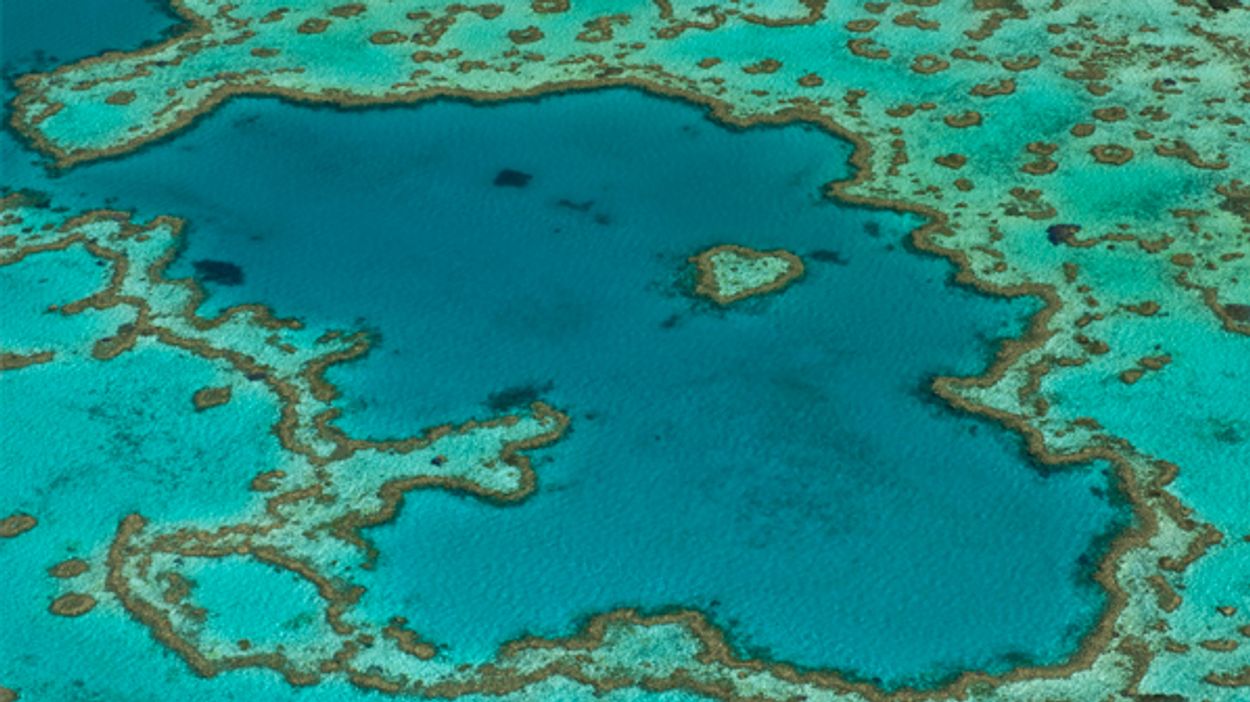 Afbeelding van Beschadigd Great Barrier Reef wordt opgelapt met koraallarven