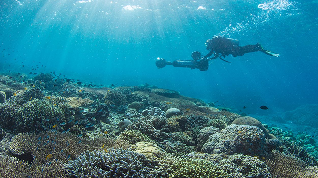 Afbeelding van Koraalriffen bij Indonesië gezonder dan verwacht