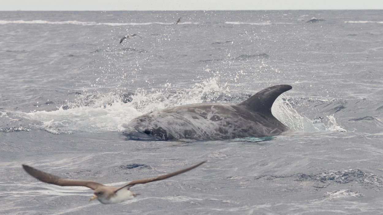Afbeelding van Dolfijnenonderzoek op de Azoren