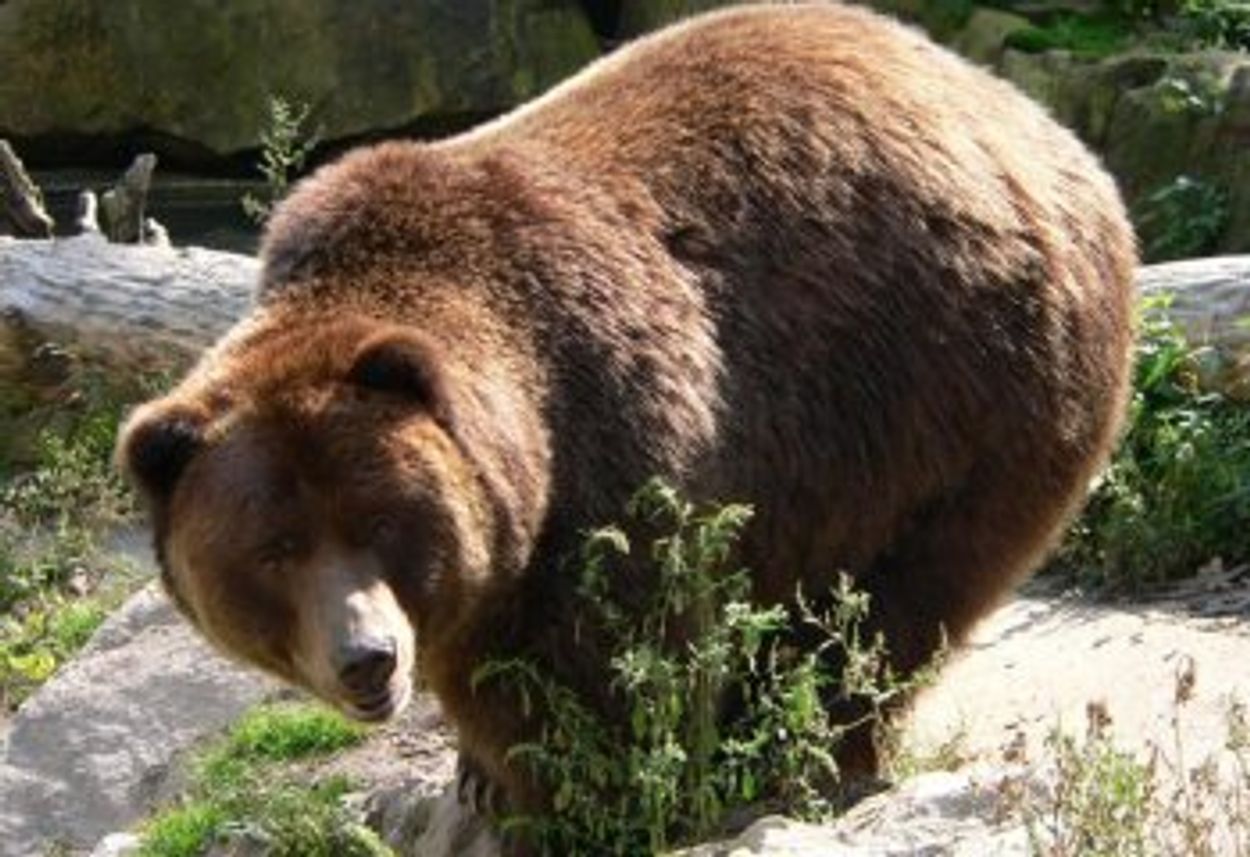 Afbeelding van Noordwijkse bruine beer gevonden