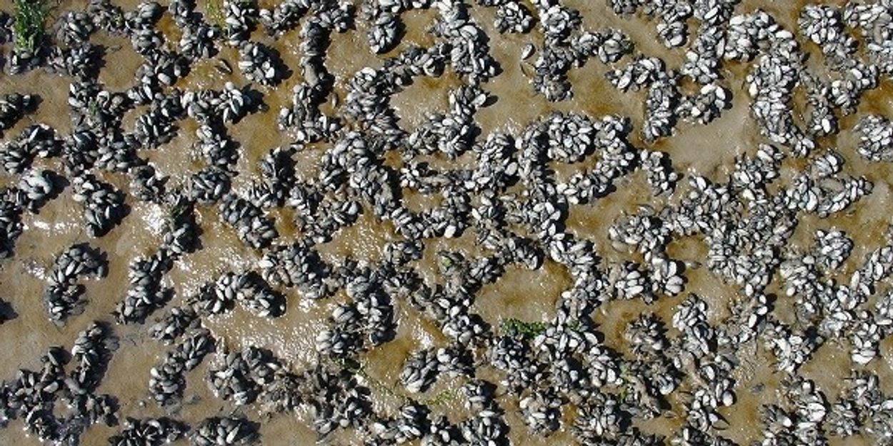 Afbeelding van België bouwt mosselrif om kust te beschermen