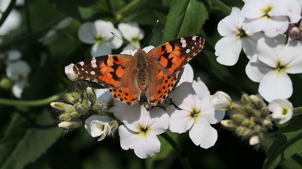 Herken de vlinders in de tuin Vroege Vogels BNNVARA