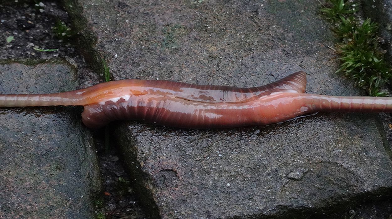worm paar 2