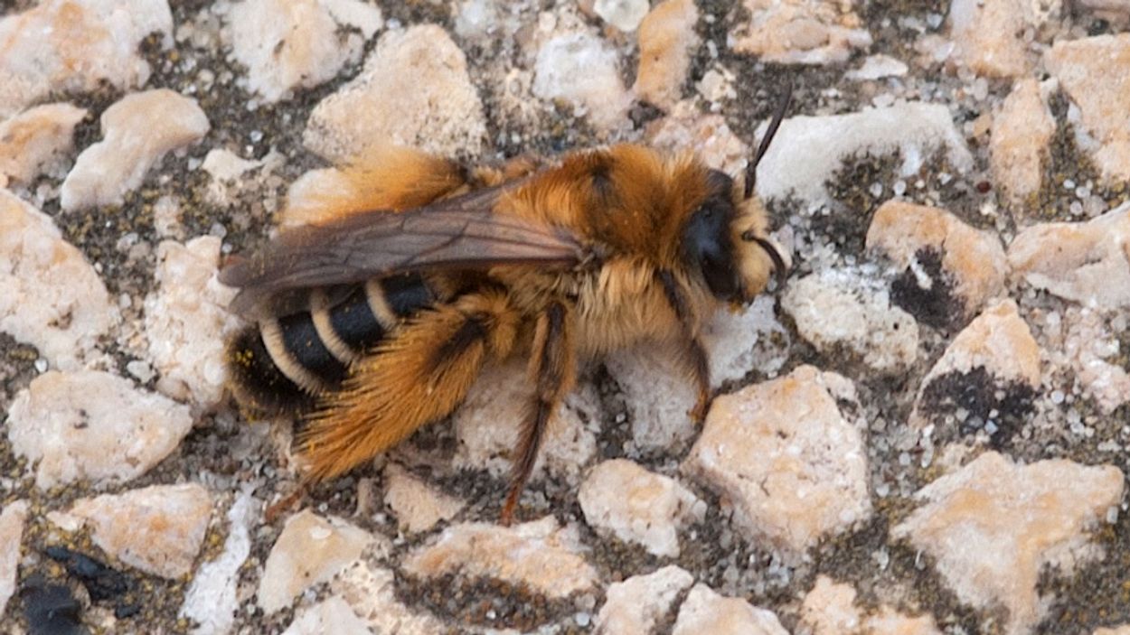 Afbeelding van Oog voor wilde bijen